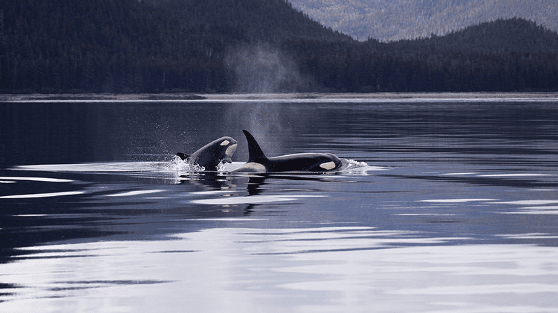 Ocean Visions at the Ocean Sciences Meeting 2024